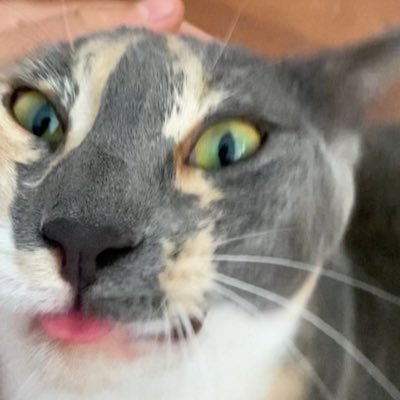 trashcanofcats's profile picture. he/they • personal acct. of @tielacine • way too many cats send help