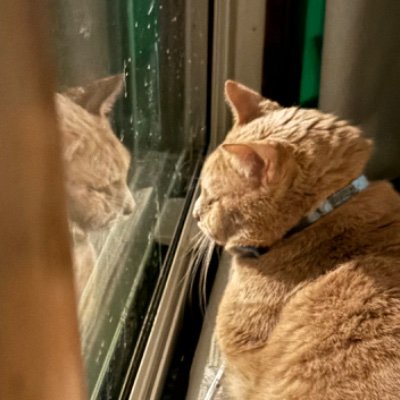 WilheldivaH8r's profile picture. The worst and the best.

small-town comedian!

Love this fella. GR & HL 💖