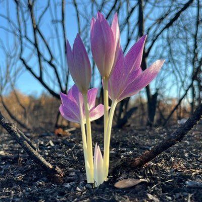 cigdemoztabak_'s profile picture. writer, thinker, space and animal lover, human being. writing tech-culture stories on CNNTurk, Aposto SHIFT+ Create