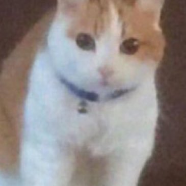 ponzenoh's profile picture. 
