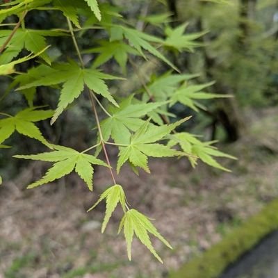 utuwawo_ookiku's profile picture. 40代半ばで発達障害（ADHD ASD）診断受けたHSP色強めの管理職🧓孤立から抜け出したく学びや失敗を繰り返しながら歩む日々の日記です。「どうしてそうなの！?」はもうこりごりさ