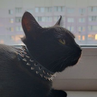 ccatasttrophe's profile picture. 19. former? slut