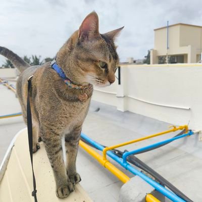 purrsewyy's profile picture. Professional Athlete, Engineer