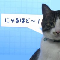 leancat (@leancat206) 's Twitter Profile Photo