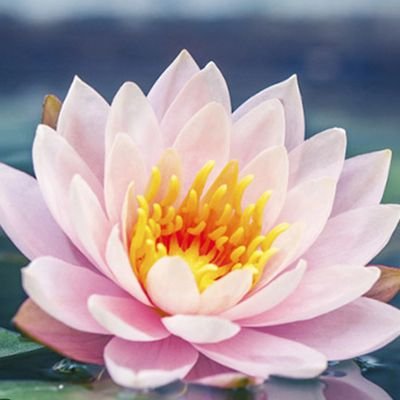 ElleThesia's profile picture. Crypto enthusiast 😜 Alt account 👀 student 🌃 use my padre referral and I'll love you forever 💕 https://t.co/FUk99AV47l ✨