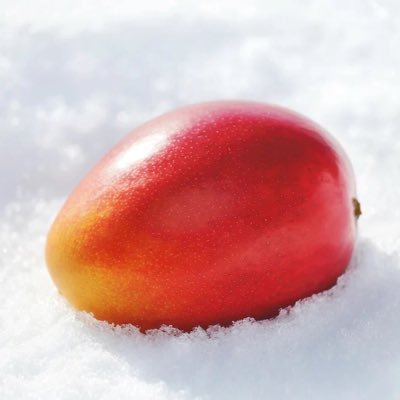 真冬に届く奇跡のマンゴー🥭✨ 北海道・十勝の地で大切に育てられた白銀の太陽。 高糖度×希少性、贈答や特別なひとときにふさわしい至高の一果。