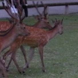 noriaki_uesugi's profile picture. FtM/06/情報収集
無言フォロー失礼いたします。
ひとりごつ