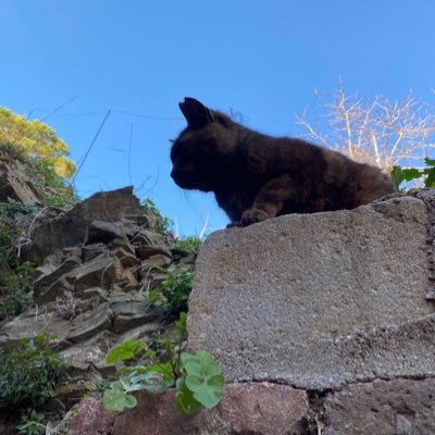 liuchzzyy's profile picture. 热爱生活，向上👆