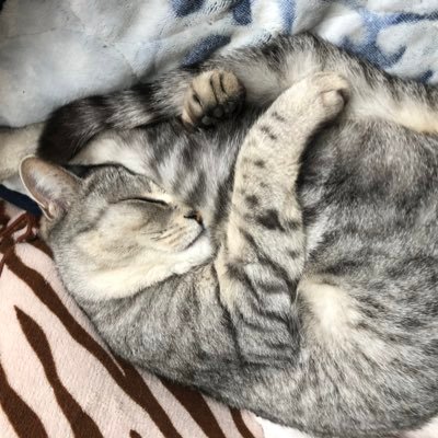 SH0KICK's profile picture. 人間万事塞翁が馬です。