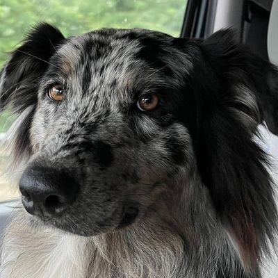 SheepshifterNL's profile picture. Not far-right, just right so far 🔮
Я лучше выучу русский, чем арабский