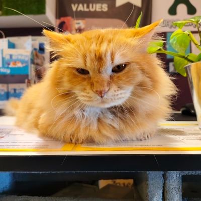 ADana999999's profile picture. π💜π | ❤️WLFI🦅 | 💕ITLG💕 | OpenMind 🤖