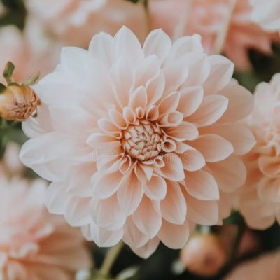 just_Tam_'s profile picture.