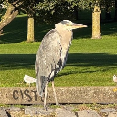 carboverkill's profile picture. 🇸🇪 препод шведского🇸🇪 амбассадор похабных шведских слов 🇧🇬 а также болгарско-цыганских мемов