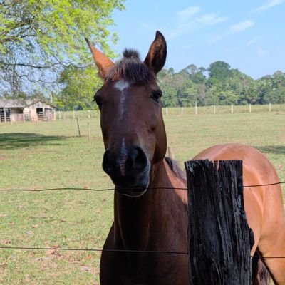 toroklebs's profile picture. 
