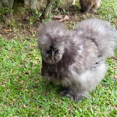 JoeCheungAJ's profile picture. Founder of AJ Harrow Group @AJHarrowSG @AJHarrowMedical. MPH candidate @imperialcollege. Sharing insights on healthcare, markets, SMEs, and investment strategy.