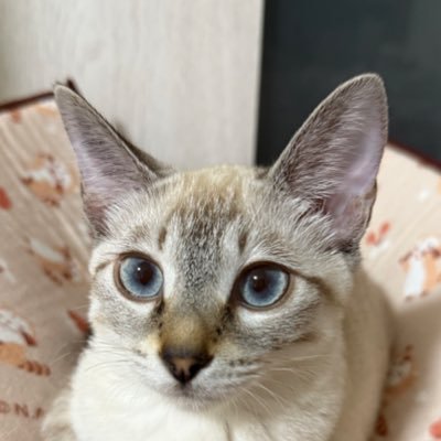 HARUDUKIOwO's profile picture. 主にフォートナイトをしています。フォトナはチャプター4の最後の方に始めました。いつかフォトナSwitchは卒業したい。