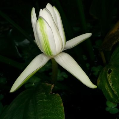 lagivn's profile picture. 