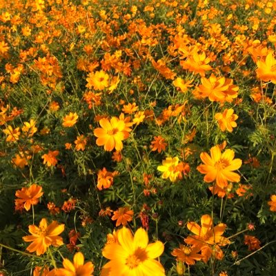 piyopiyoa28's profile picture. 