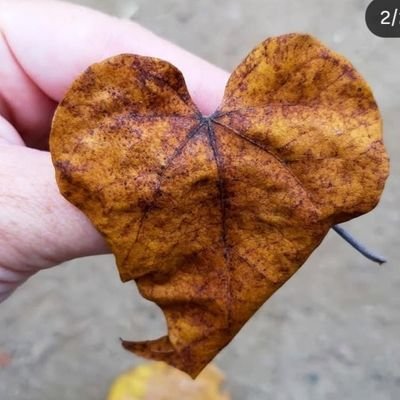 NascimentMCarla's profile picture. Cuidando dos sorrisos!
Do Méier, RJ 🌆