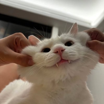 joey14772's profile picture. 