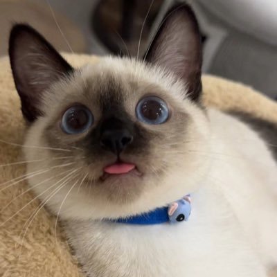 Nix_MacTavish's profile picture. In my Slytherin Era