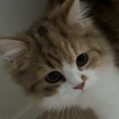 keichan_FN's profile picture. @ORAL_OFFICIAL