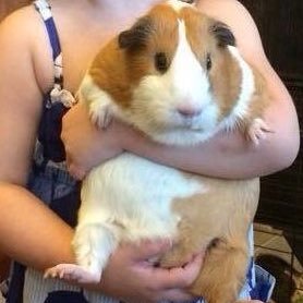 naekangajs's profile picture. 