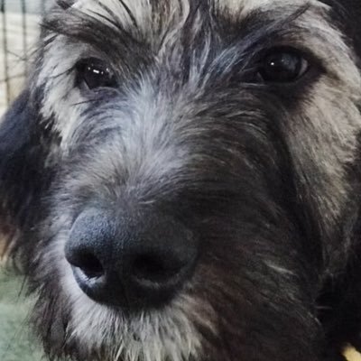 DrJoeDePasquale's profile picture. Joe DePasquale DMD, D.ABDSM , Doctor of Dental Medicine Diplomate of the American Board of Dental Sleep Medicine.