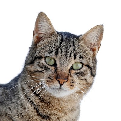 nurdosius's profile picture. 