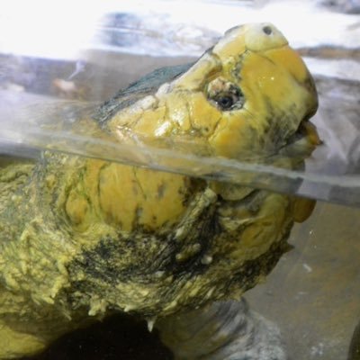 「シャークネード」に人生を変えられた映画好き。生き物好き。怪獣至上主義の小説家志望。あらゆる創作物に対するエアプ批判絶許。フォローは誰でも大歓迎。note、カクヨムにて怪獣小説「ギガントシャーク」連載中。https://t.co/o3qNtDfpbI 不定期でモンハン創作も。