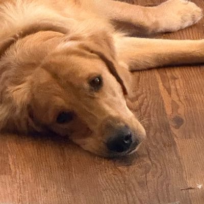 NeilanTreb51075's profile picture. ex dev - roblox dev