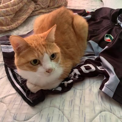 cielo_de_azul's profile picture. 日々の色々を呟いてます。趣味:バイク/キャンプ/登山/サバゲー/飯テロ常習犯/酒呑み/料理/模型/歴史/ランニング／筋トレ／ロードバイク/ゴルフ←New