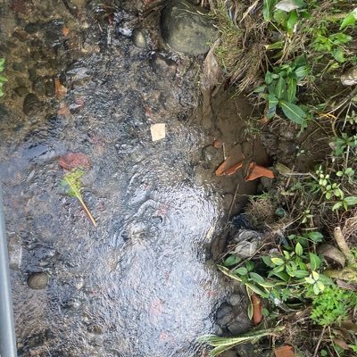 blablablablibu's profile picture. -