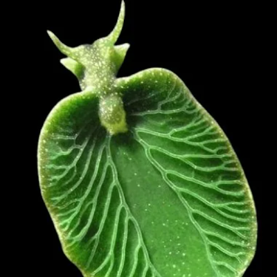 d_jose3333's profile picture. Profesor de Biología IES Itaca Zaragoza