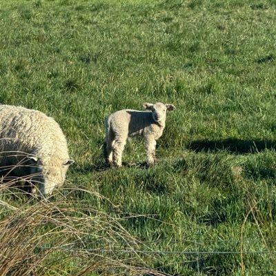 haqqywithzee's profile picture. 