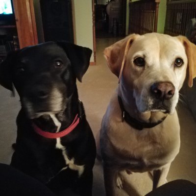 dmh4253's profile picture. I am Redeemed! Wayfaring Stranger, Heritage American,
True🇺🇸 Red, White and Blue American🇺🇸
formerly patriot_moon
TS: patriot_moon