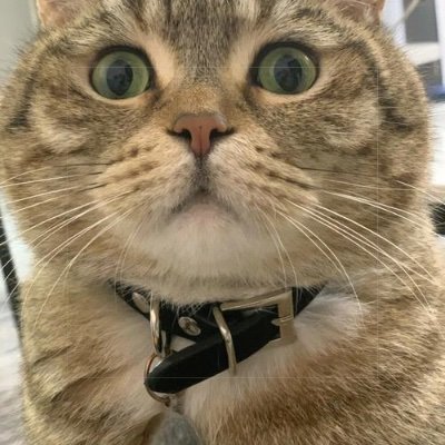 ShamimMac21625's profile picture. Marwari explorer | Content writer