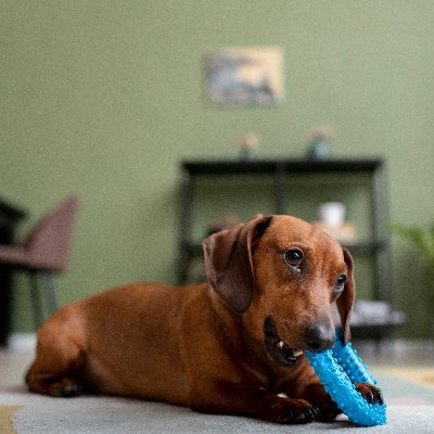 🐾 Dachshund FB 🐶 | 🌭 Wiener Dog 🦴 | 🐕 Doxie Life & Puppy Love 💕 | 🎥 Cute Reels + Daily Dachshund Joy
🐶 Follow us if you really love #Dachshund🐕✨