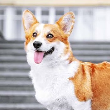 azamiyoroshiku's profile picture. ユイカワ アザミです！
VTuberでも、配信者でもないです！
25↑🚹仲良くしましょう！お願い！！