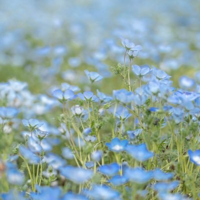 COC_ASAP's profile picture. 