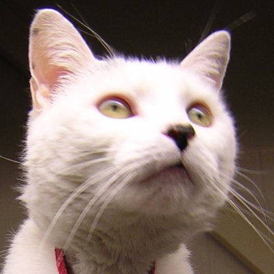 excubiasag19084's profile picture. 