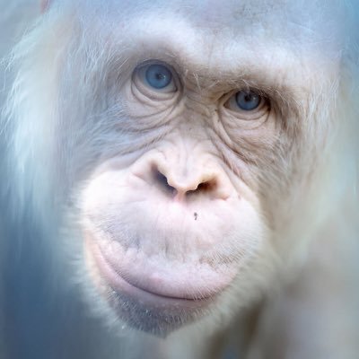 Molestdrumpf's profile picture. Go Birds • #DarkWokeRising #YogurtMale