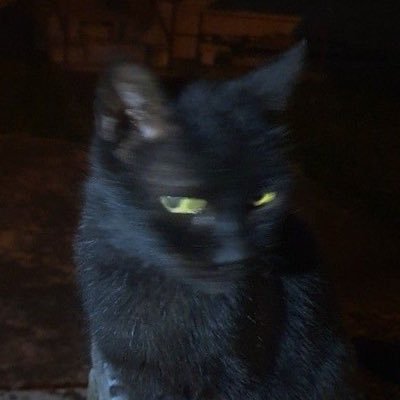 __animae__'s profile picture. 