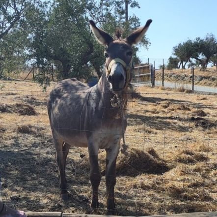 Srsenhoriz's profile picture. Portugal.🇵🇹 Deus Pátria Família.
Não ao racismo contra portugueses.
Fora aos arruaceiros criminosos.✈️
Salazar lembrado, Ventura no poder, Portugal limpo.🏞️