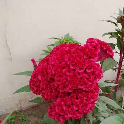 Akose298996's profile picture. The love for Justice and peaceful coexistence with all human kind,zionist ,Anti 🏳️‍🌈  lgbt.A seer, prophet, https://t.co/LwULyWUmi8 life .God first and family