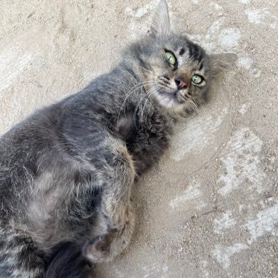 fazly17's profile picture. Liverpool. YNWA.