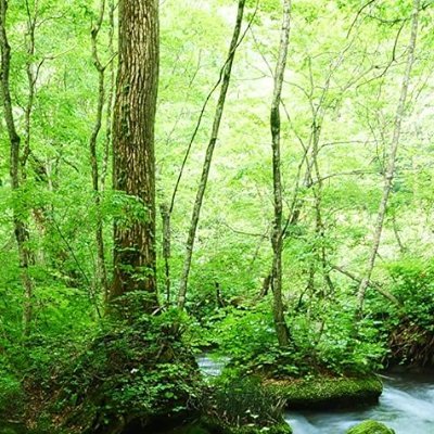 achikani1's profile picture. 