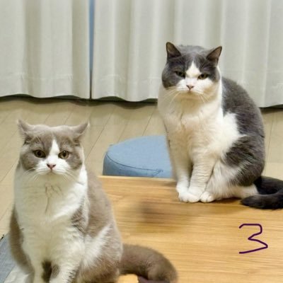 fukkochoco2020's profile picture. 凪 ブルーホワイト 2020.7.20生まれ ✨エビちゃん ライラックホワイト2024.9.28生まれ✨ 🐈 フォロバ、リプはマメにできないかもしれません