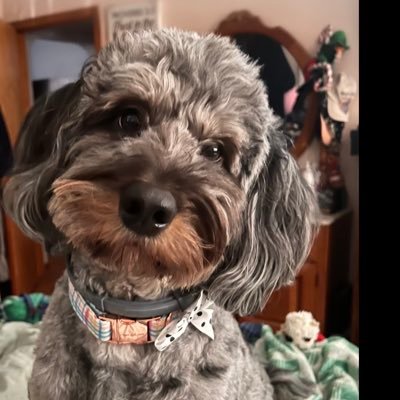 chazmichaelmik's profile picture. I feel loved, appreciated, and appalled; all on a daily basis.