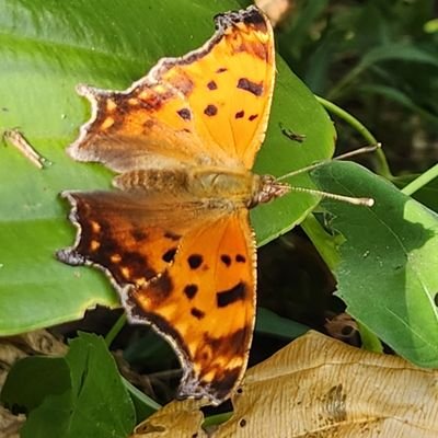 Entomologist, native plant enthusiast. š±šš¦ššŖ²š¦